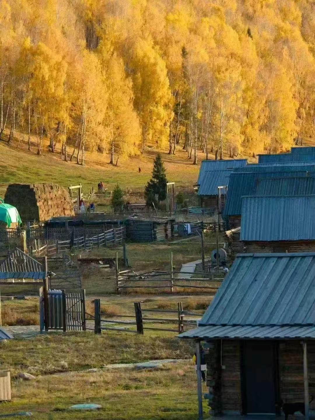The autumn in Xinjiang is truly a visual feast of nature